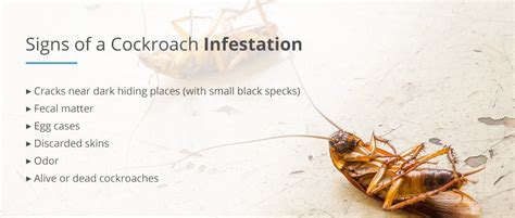 Chapter 4: Signs of a Cockroach Infestation | Online Guide from Pestech