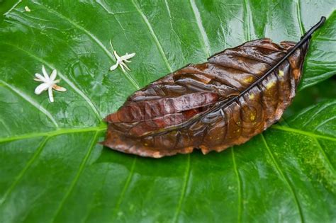 Yam plant in tropical rain forest | Stock Photo | Colourbox