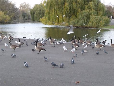 Regent's Park - Boating Lake - geese and gulls - a photo on Flickriver