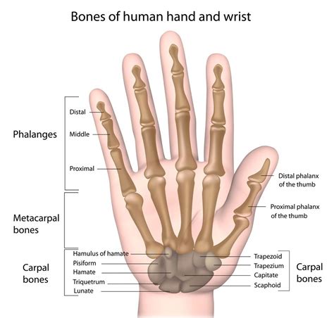 Hand Fracture Austin, TX - Gregg A. Vagner, M.D.