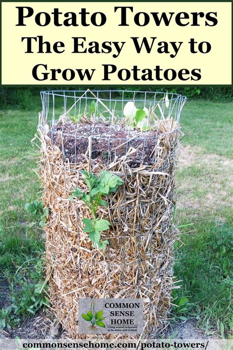 Potato Towers - Which Varieties to Grow and Tips for Success | Food garden, Growing potatoes ...