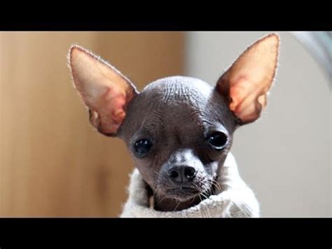 60 Seconds Of Cute Xoloitzcuintli Puppies! - YouTube