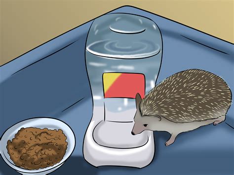 How to Make a Home for Your Hedgehog: 7 Steps (with Pictures)