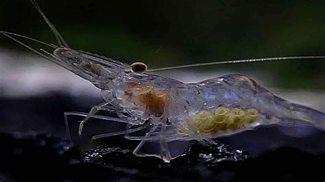 Ghost Shrimp: Care, Breeding, Diet, & More