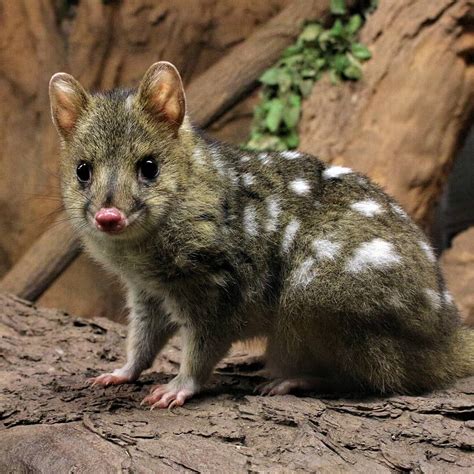 A guide to all six species of quoll – Artofit