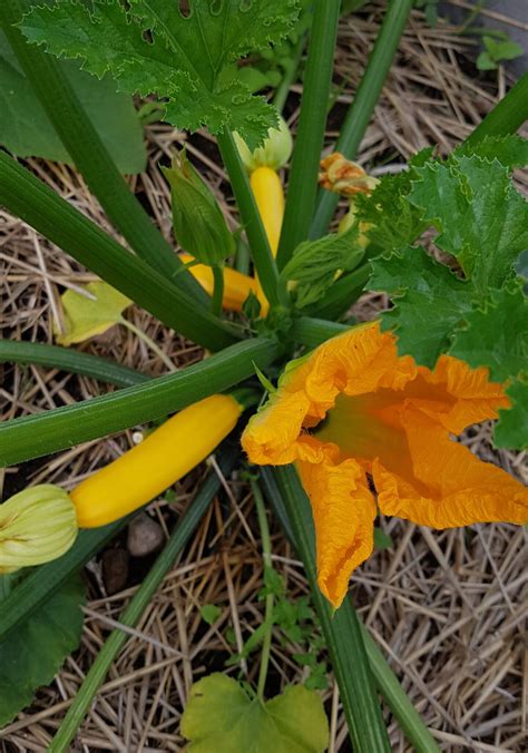 Squash Flowers - Common Roots Urban Farm