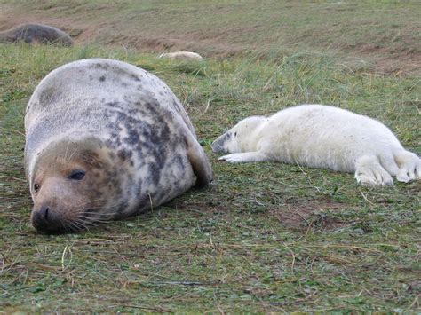 Seals at Donna Nook, Lincolnshire, UK Free Photo Download | FreeImages