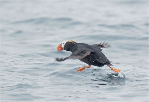 TuftedPuffinp