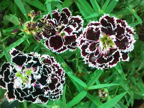 Black carnations | Flickr - Photo Sharing!