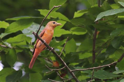 Summer Tanagers nesting in Lebanon County, PA by Alex Lamoreaux | Nemesis Bird