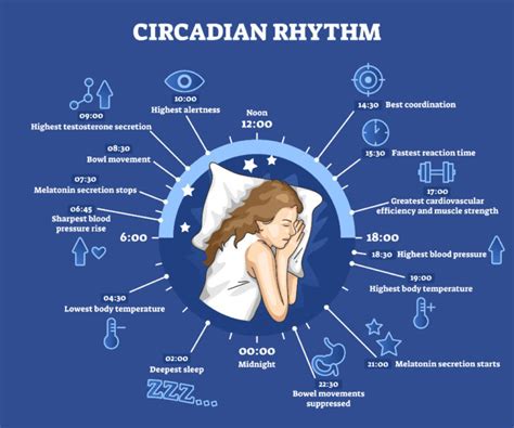 Understanding Your Circadian Rhythm | Sleep Realm