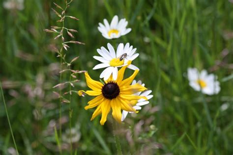 Wild Daisy, Realistic Photograph for sale by Victor-Pyle - Foundmyself