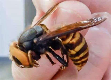 Giant 'murder-hornet' with painful sting discovered near Vancouver - Vancouver Is Awesome