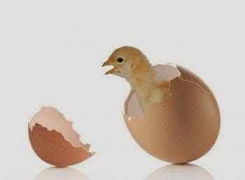 How does an unborn chick breathe inside its shell? ~ TOP OF THE TOP 2014