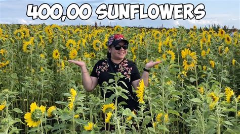 We Visited The Largest Sunflower Field in Wales - YouTube