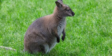 All About Wallaby as Pets, Species and kangaroo Family