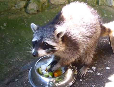 Raccoon Eats Dinner Like a Champ | RTM - RightThisMinute