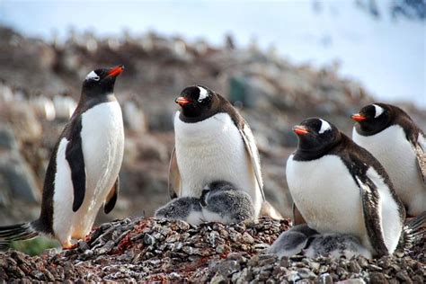 Antarctica Cruise, Part 4: Antarctica's Wild Side