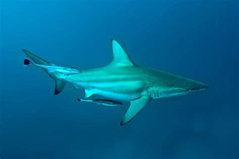 Endangered Shark Species Secretly Added to Pet Food – Identified by DNA Barcoding