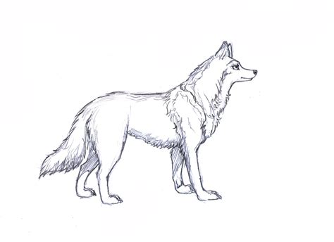 Realistic Full Body Wolf Drawing