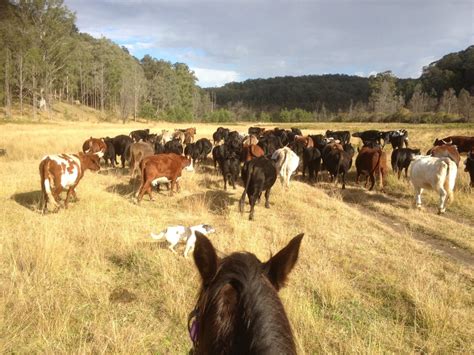 Chapman Valley Cattle Muster – Chapman Valley Horse Riding