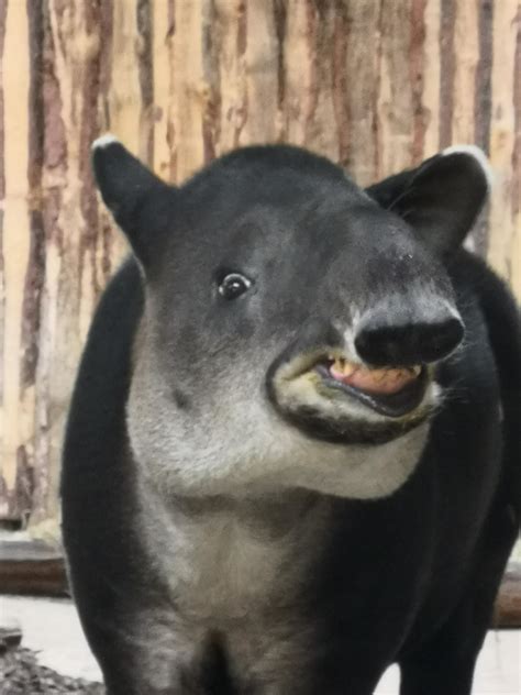 Tapir at Zoo Berlin :D : r/tapirs