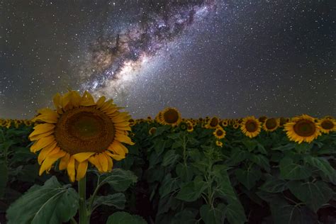 sunflowers, Australia, Night sky, Stars, Space, Galaxy, Milky Way Wallpapers HD / Desktop and ...