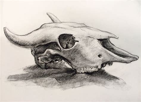 Animal Bones Drawings