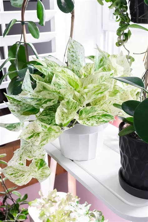 Snow queen pothos & how to care for this stunningly variegated plant!