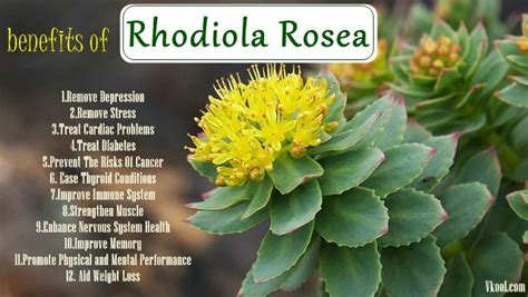 Top 12 Natural Benefits Of Rhodiola Rosea For Health