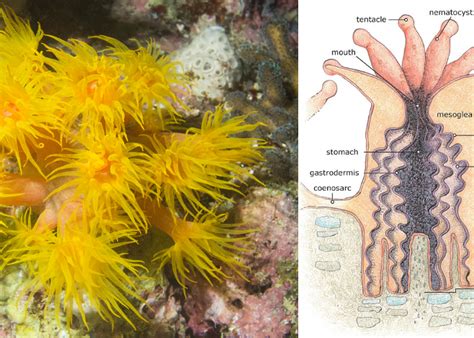 Coral Biology: Part I • Scuba Diver Life