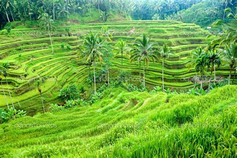 The rice fields in Ubud, Bali are magnificent. I love to sip my tea while stare at them. | Ubud ...