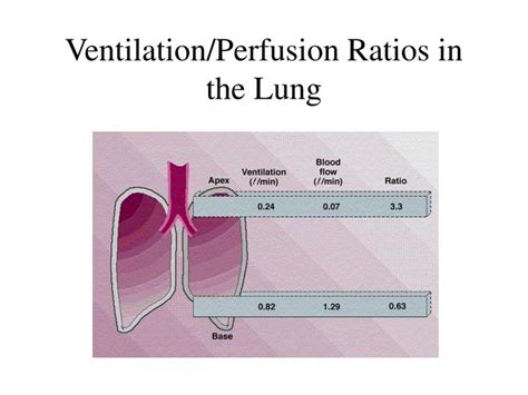 Ventilation-perfusion relationships and why is ventilation higher at ...