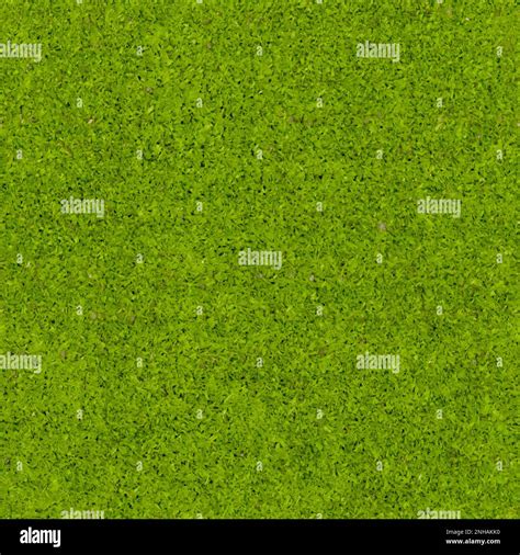 Grass texture background from above Stock Photo - Alamy