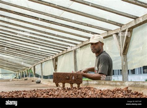 Sao Tome, Diogo Vaz cocoa plantation: natural drying of cocoa beans. Man stirring the beans to ...