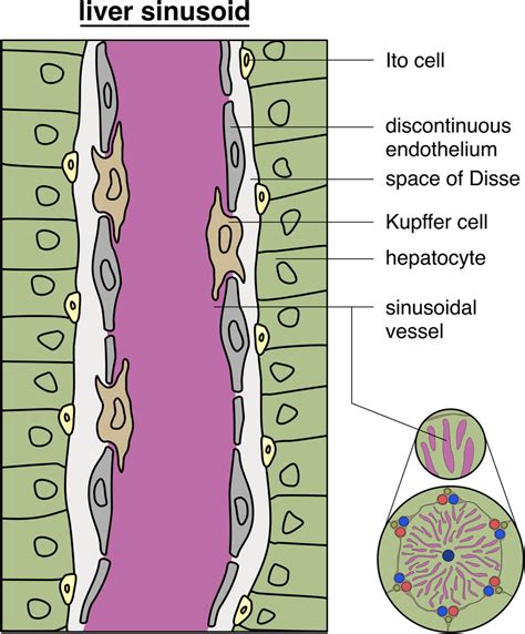 Liver Sinusoids