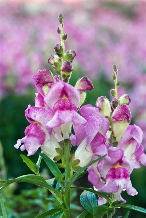 Growing Snapdragon Flowers - How To Care For Snapdragon Plants