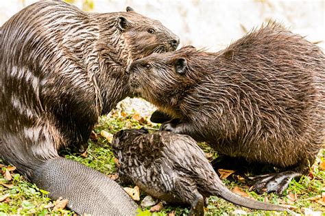 Beaver Pictures, Images and Stock Photos - iStock