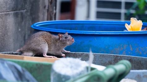 NYC's brand new rat map helps track the rodents on your street