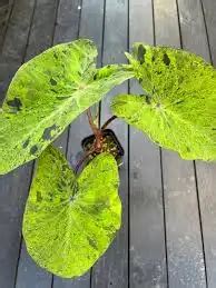 Taro (Colocasia esculenta) - Propagation, Problems, and Care