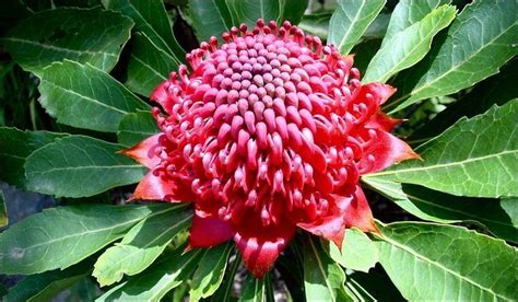 Flora of Australia - Alchetron, The Free Social Encyclopedia