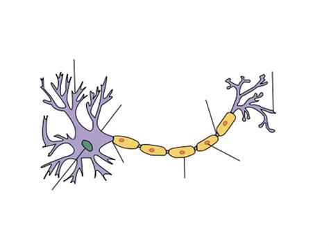 Neuron Diagram Unlabeled