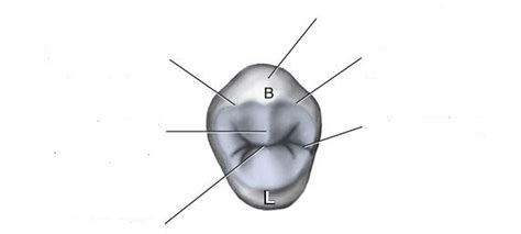 Maxillary 1st premolar, occlusal table Diagram | Quizlet