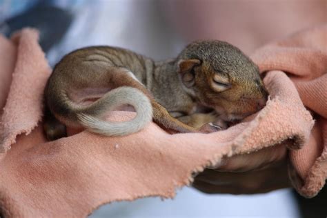 Baby Gray Squirrel by Janara Hoppock