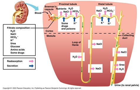 Associate Degree Nursing Physiology Review | Physiology, Renal ...