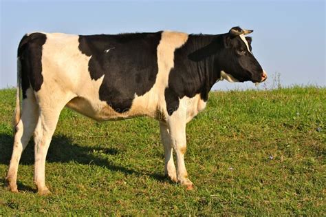 Large Holstein Bull stock image. Image of beast, agricultural - 21509037