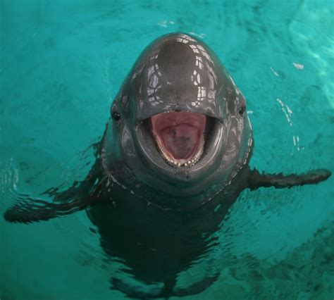 Why the Yangtze Finless Porpoise Is Endangered and What We Can Do