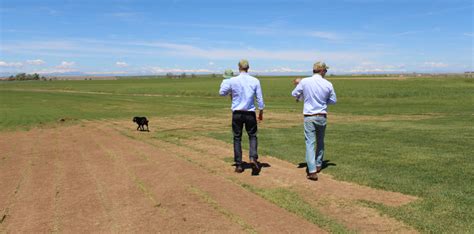 Specialty Sod Grass Blends | Emerald Sod Farms