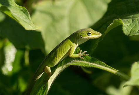 SpinOff Topic: What happened to the lizards? | Home & Garden