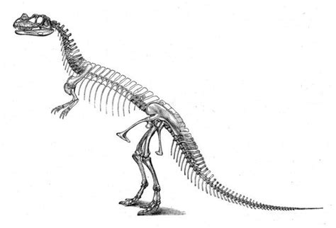 Dinosaur Skeleton Pictures